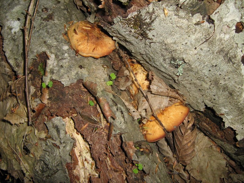 Funghi da Le Piastre
